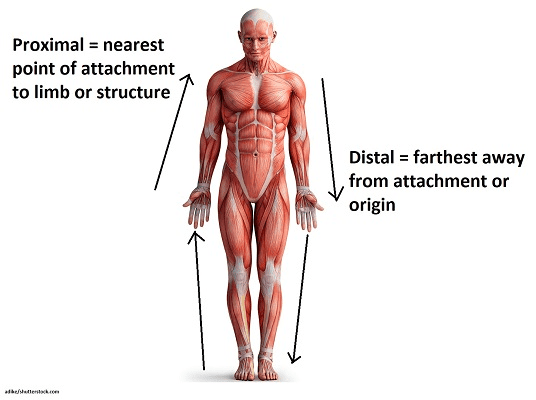Proximal/Distal